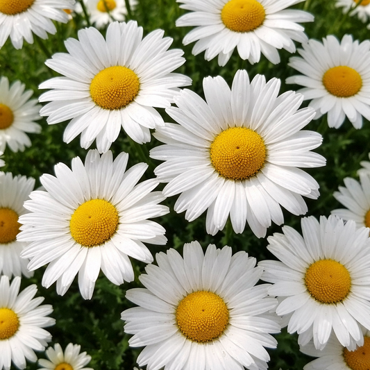 Daisies